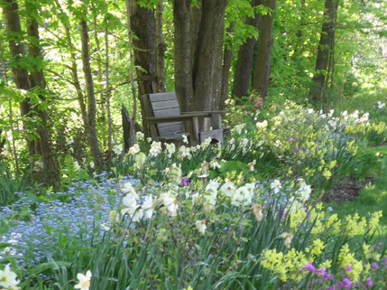 Woodland Border